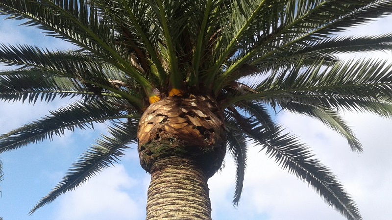 Palmera Canaria Podada Lagomar