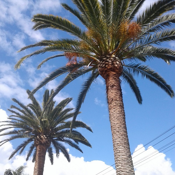 Palmera Canaria Poda y Cuidados