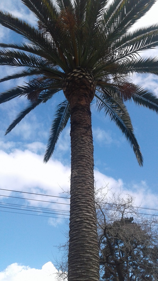 Poda de Palmera Canaria Shangrila