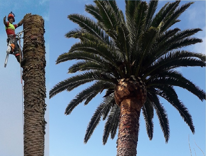 Poda de Palmera Canaria Shangrila