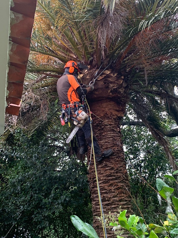 poda palmera en Carrasco