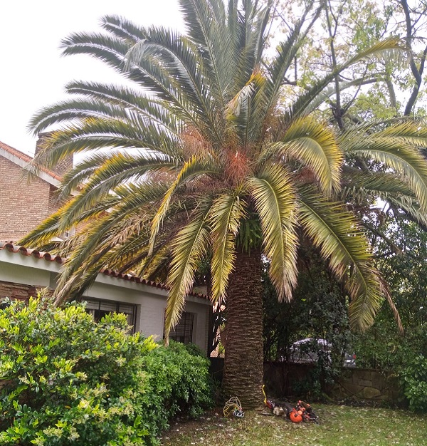 poda palmera en Carrasco