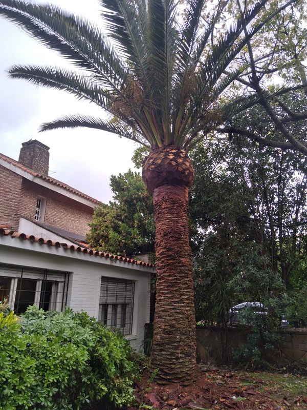 poda palmera en Carrasco