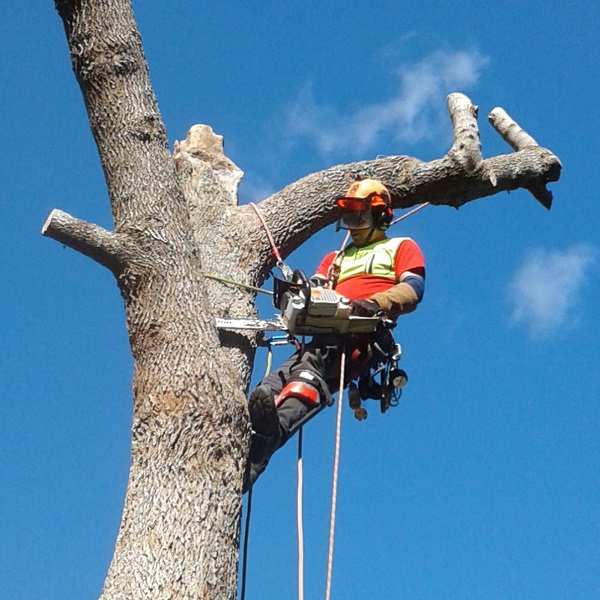 poda y talado arboles