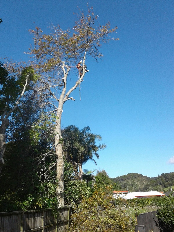 Poda Costa de Oro