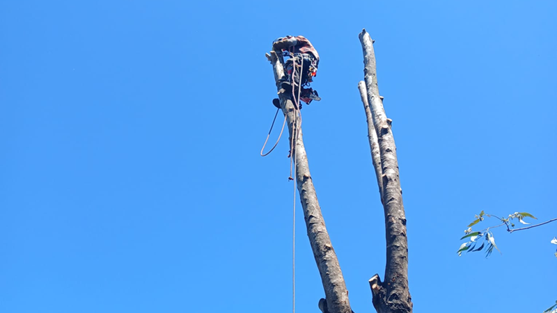 Morales Poda de altura Solymar